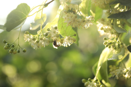 Small bee on light green flowers of linden tree. Summer linden blossom close upの写真素材