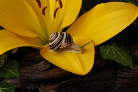 Garden banded snail on bright yellow flower in the gardenの写真素材