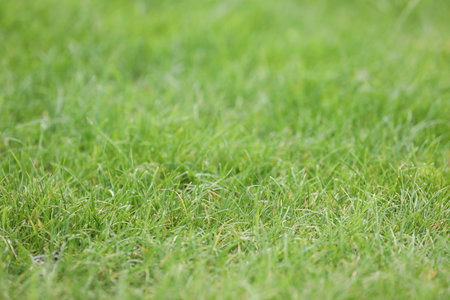 Green fresh grass in the summer garden. Lawn with grass