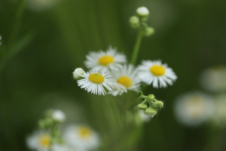 Pattern of white erigeon flowers in nature
