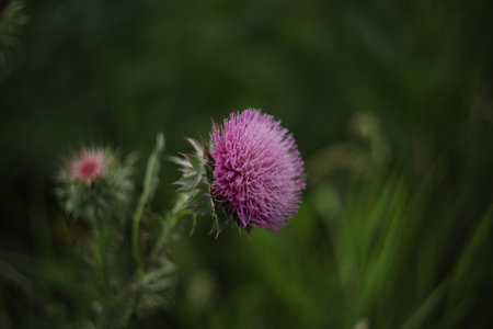 Bright violet milk thistle flowers in natureの写真素材