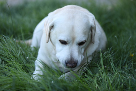 Cute white labrador on grass in summer gardenの写真素材