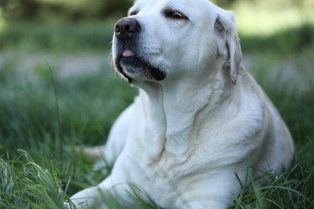 Cute white labrador on grass in summer garden