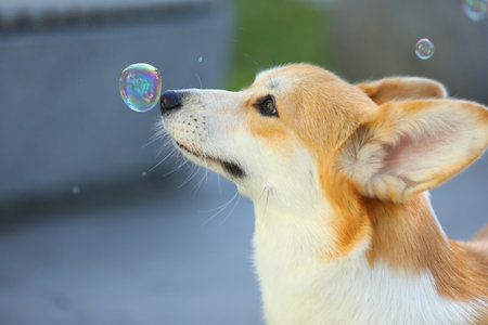 Cute pembroke welsh corgi having fun with bubble blowerの写真素材