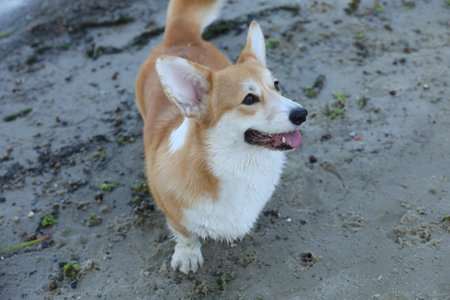 Cute pembroke welsh corgi having fun on the beach with sandの写真素材