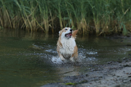Cute pembroke welsh corgi having fun in the water on the beachの写真素材