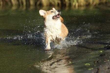 Cute pembroke welsh corgi having fun in the water on the beachの写真素材