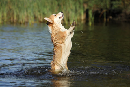 Cute pembroke welsh corgi having fun in the water on the beachの写真素材
