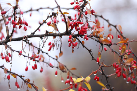 Berberis thunbergii. Berries on the branch with water drops