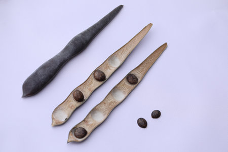 Wisteria seeds. Long pod with wisteria seeds
