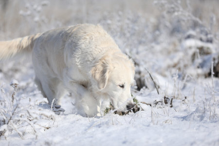 Cute white golden retriever dog in winter park.
