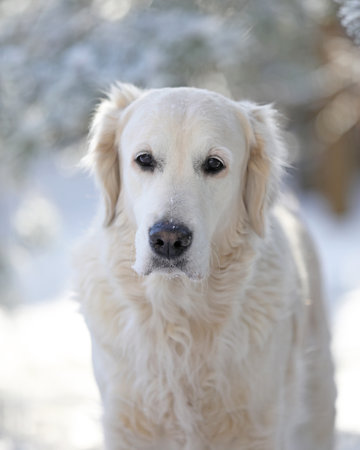 Cute white golden retriever dog in winter park. Sad lonely dog outdoor