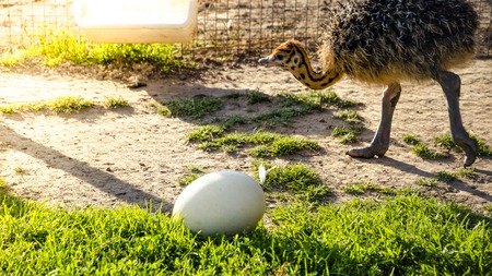 Young baby ostrich on the farm woth big egg on the green grassの写真素材