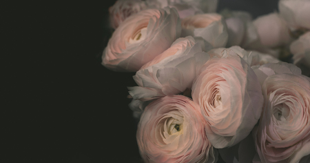 Ranunculus flower banner on dark background, vintage style.