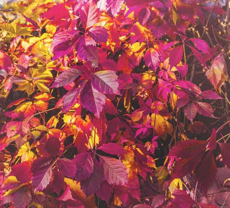 Autumn leaves of wild grapes, fall natural background . Red, orange, yellow, purple backdrop. Greeting card, holidays, natural decoration, desktop wallpaper, square format, vintage retro style.の写真素材