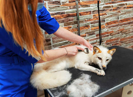 Young professional groomer woman brushing cute white fox at pet salon. Veterinarian, pet care, business concept.の写真素材