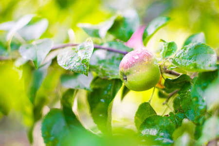 green Apple with red side hanging on a branch with raindrops, blurred background.の写真素材