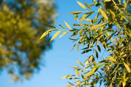 olive branch without fruit on a background of blue sky and tree.の写真素材