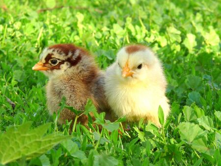 Two chicken in the grassの写真素材