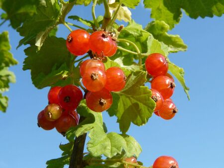 Sprig of red currants on a background of blue skyの写真素材