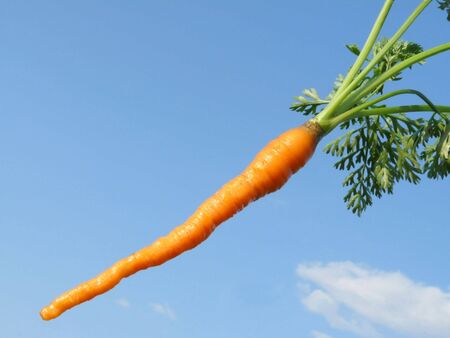 Young carrots skyline.の写真素材