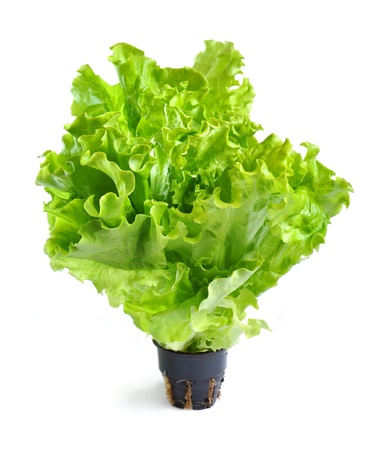 Lettuce in a pot isolated on a white backgroundの写真素材