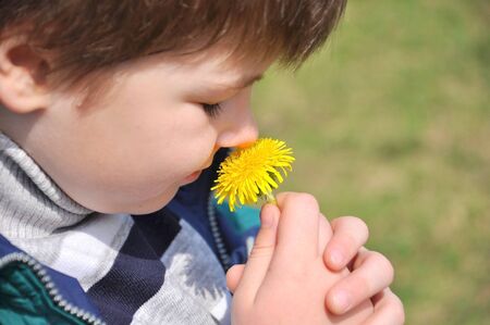 The boy sniffs a dandelionの写真素材