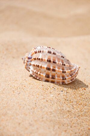 Beautiful sea shell lying on the sand