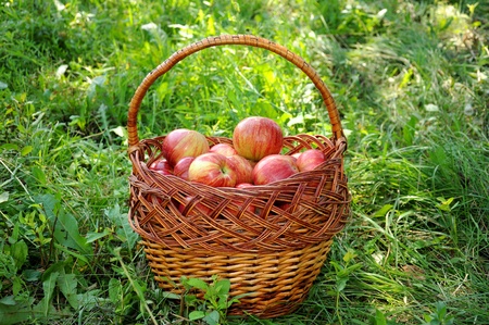 A basket of red apples is on the grassの写真素材