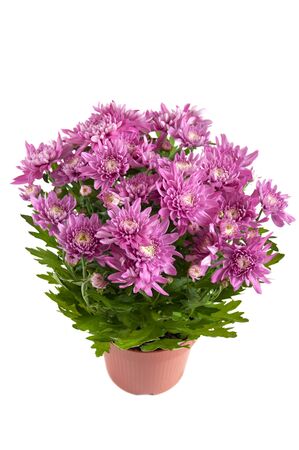 Lilac chrysanthemums in pots, isolated on a white backgroundの写真素材