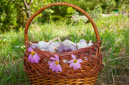 Wicker basket with garlic is on the green grassの写真素材