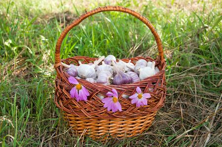 Wicker basket with garlic is on the green grassの写真素材