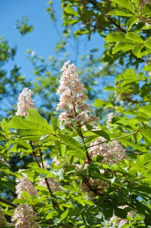 Beautiful Flowering twig of chestnut, springの写真素材