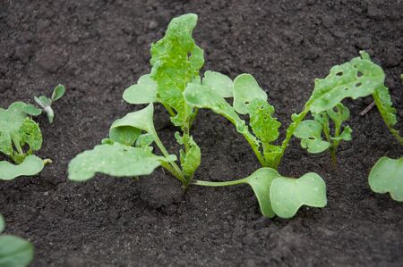 Young radish on a bed in the gardenの写真素材