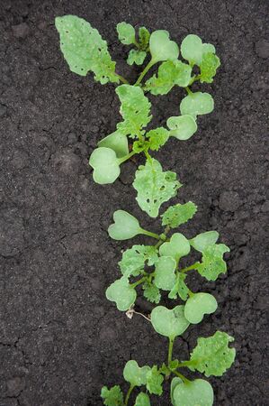Young radish on a bed in the gardenの写真素材