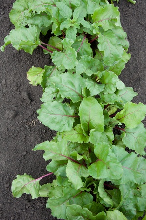 Young beets on a bed in the gardenの写真素材