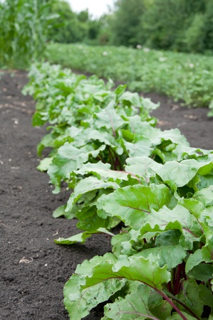 Young beets on a bed in the gardenの写真素材