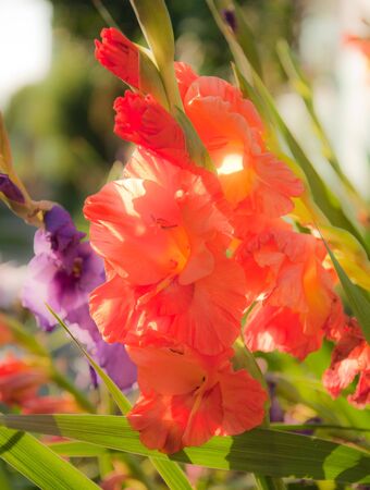 Coral breeding gladioli in the summer in the flowerbedの写真素材