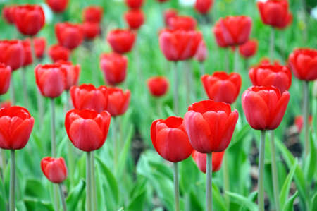 Beautiful red tulips on a bedの写真素材