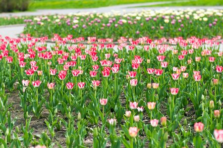 A flower bed with a beautiful pink tulipsの写真素材