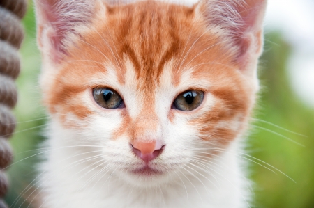 Portrait of a ginger kitten on the natureの写真素材