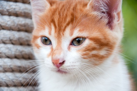 Portrait of a ginger kitten on the natureの写真素材