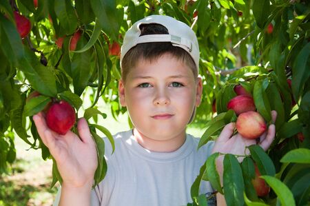 The boy near the peach treeの写真素材