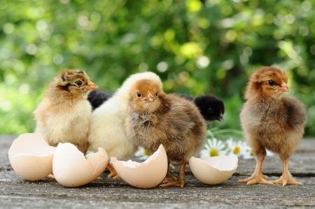 Small chicks and egg shellsの写真素材