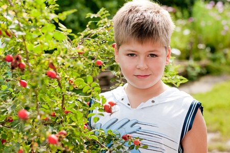 A boy of about rosehip with ripe fruitsの写真素材