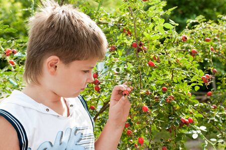 A boy of about rosehip with ripe fruitsの写真素材