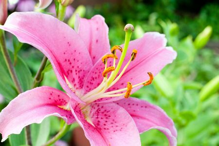 Pink Lily in the gardenの写真素材