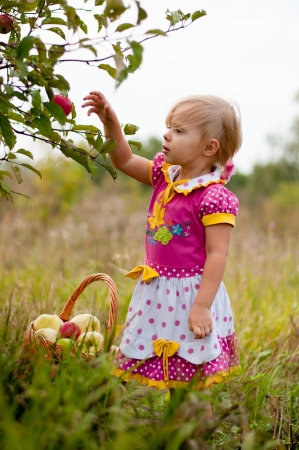 Little girl 2.5 years to pick applesの写真素材
