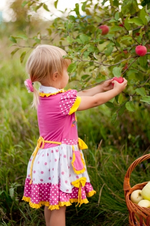 Little girl 2.5 years to pick applesの写真素材