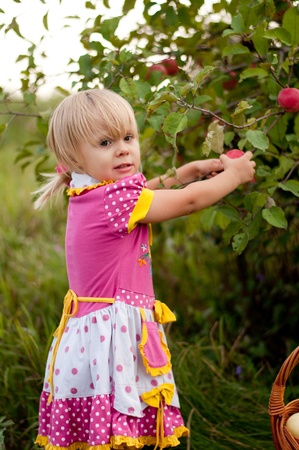 Little girl 2.5 years to pick applesの写真素材